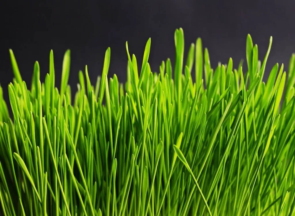 GRASS