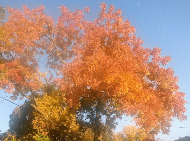 Fall trees make moss in your lawn