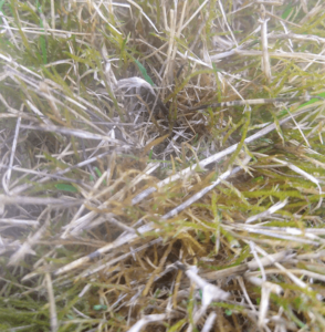 Moss in your lawn